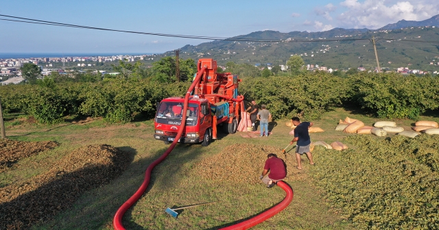 Ordu'da fındık hasadını tamamlayan üreticiler patoz mesaisinde