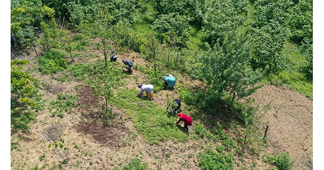 Ordu'da kadınlar topladıkları dağ çileğinden para kazanıyor