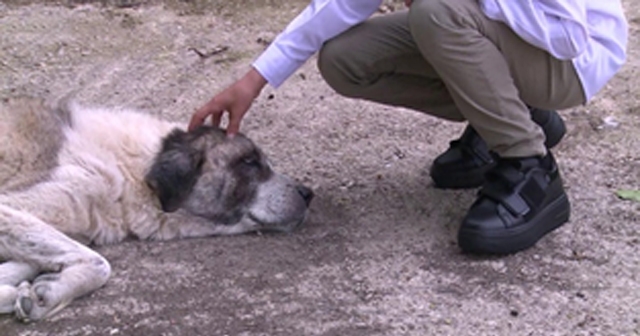 Ordulu Talha'dan Köpek Saldırılarına Çözüm!