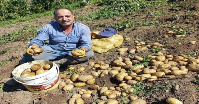 PATATES HASADI BAŞLADI