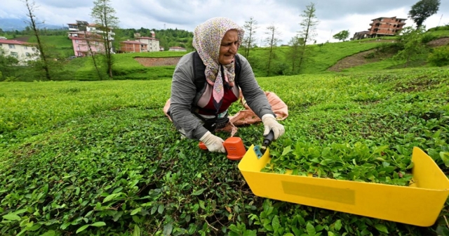 Rize'nin 8 aylık çay ihracatı 7,4 milyon dolar oldu