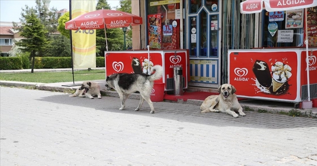 SAHİPSİZ KÖPEKLERDEN MAHALLELİ TEDİRGİN