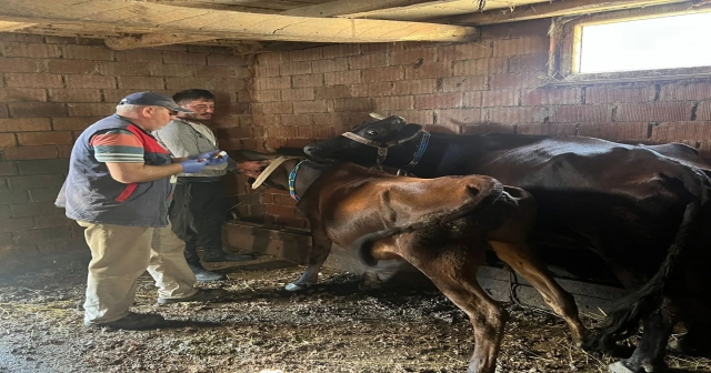 Şap Aşılaması Kampanyası Başladı