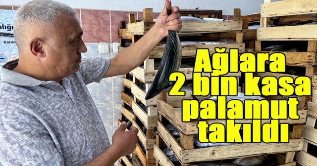 Sinop'ta palamut bolluğu