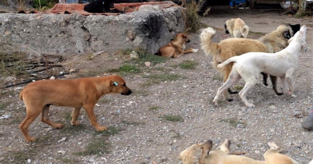 Sokak hayvanları teklifi Meclis'te