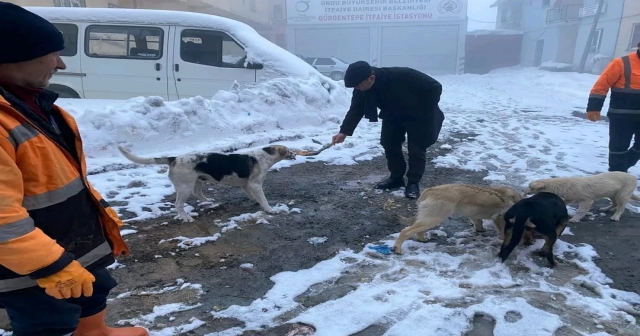 SOKAK HAYVANLARINA SAHİP ÇIKMA ÇAĞRISI