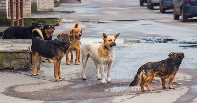 Sokak Köpeği Saldırdı