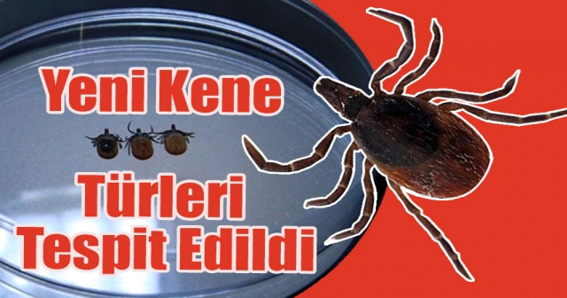 Sonbahar ve Kışta Kene Tehlikesine Karşı Uyarı!