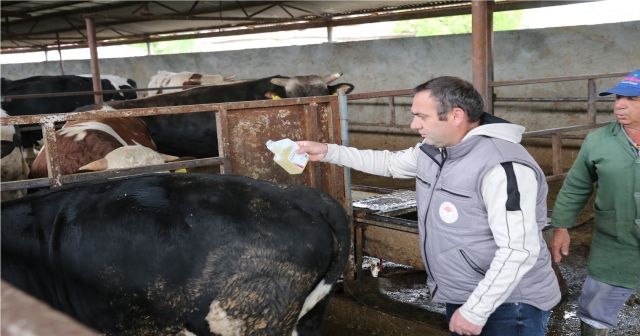 Tokat'ta Büyükbaş Hayvanlar İlaçlandı