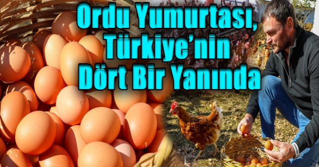 TÜRKİYE ORDU YUMURTASI TÜKETİYOR