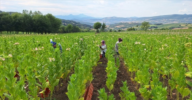 Tütün hasadı başladı