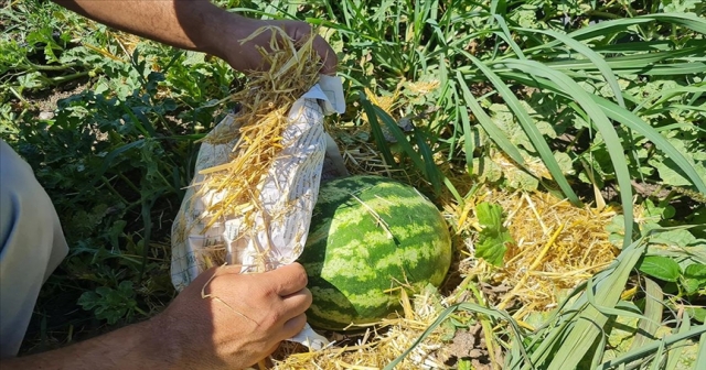 ÜRETİCİLER KARPUZU BU YÖNTEMLE KORUYOR