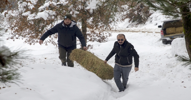 Yılkı atları için karla kaplı arazilere yem bırakıldı