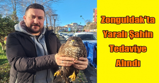 Zonguldak'ta Yaralı Şahin Tedavi Ediliyor