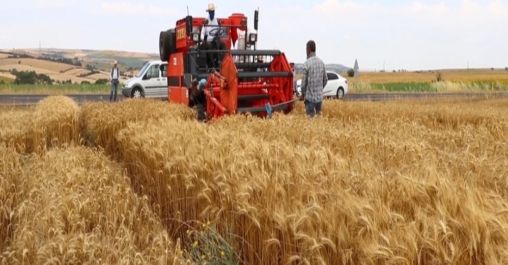 Buğday ve Arpa'da Üretim Düştü..