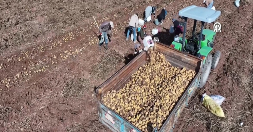 Kayseri'de Patates Hasat Mesaisi Başladı