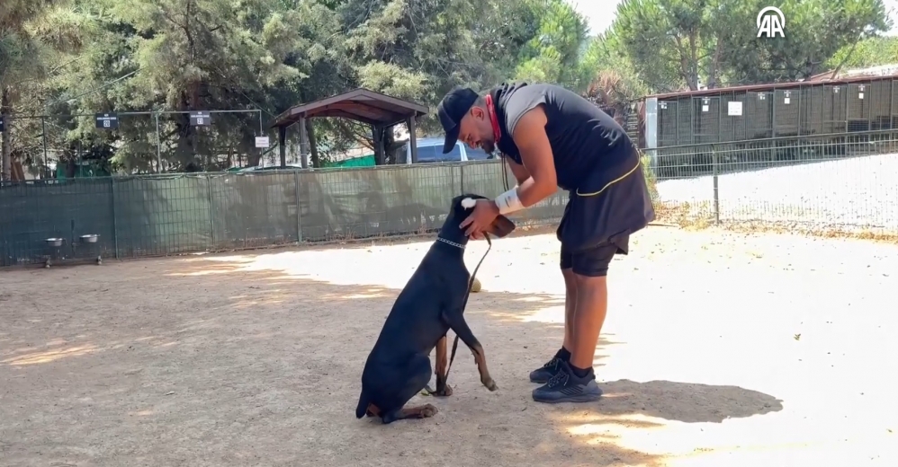 Saldırıdan Korunmak İçin Köpeklerin Davranışları Takip Edilmeli