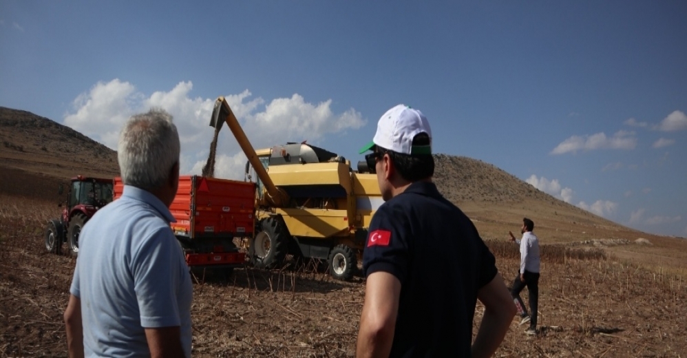 Yerli Tohum Ürün Ayçiçeği Hasadı Yapıldı