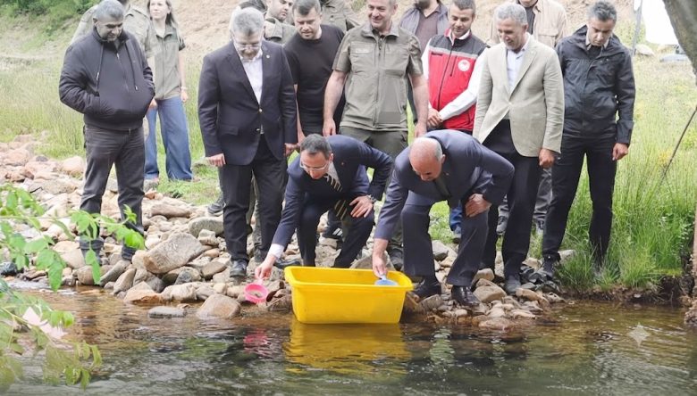 Çambaşı Deresi'ne 35 Bin Doğal Alabalık Bırakıldı