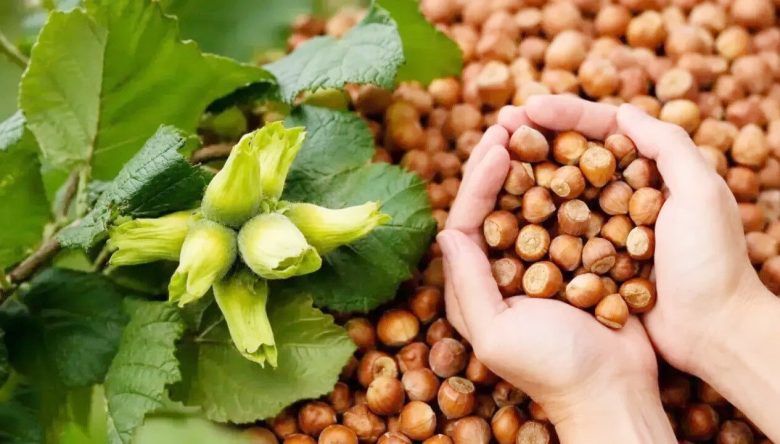Fındık Üreticisine Kritik Uyarı: “Tuzağa Düşmeyin”