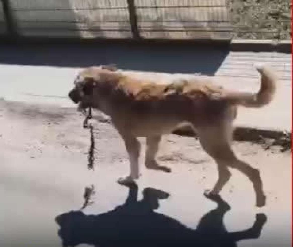 AĞZINA ÇENGEL TAKILAN KÖPEK KURTARILDI