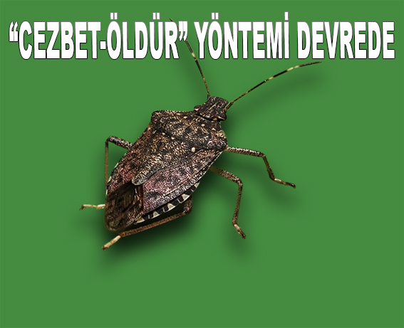 SAMSUN’DA KAHVERENGİ KOKARCAYA KARŞI YENİ HAMLE!