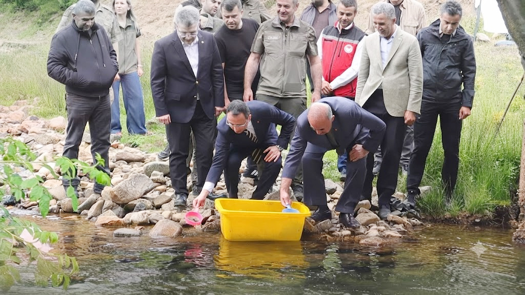 Çambaşı Deresi'ne 35 Bin Doğal Alabalık Bırakıldı